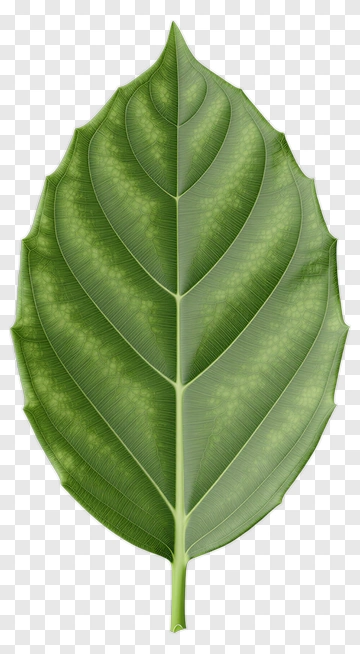 Green Leaf PNG