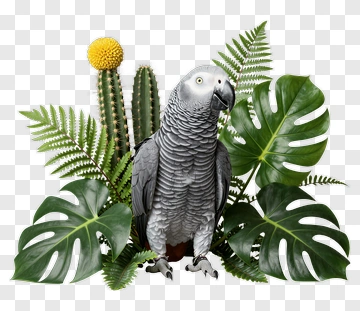 Gray Parrot Surrounded By Tropical Plants PNG