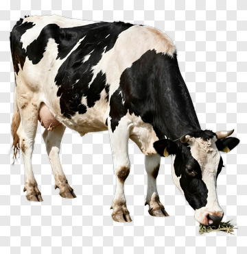 Black And White Cow Grazing On Grass PNG