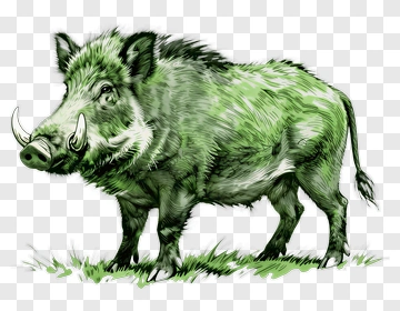 Green Wild Boar Illustration PNG