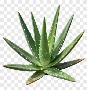 Aloe Vera Plant PNG