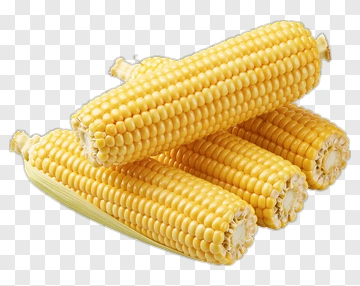 Fresh Corn Cobs PNG