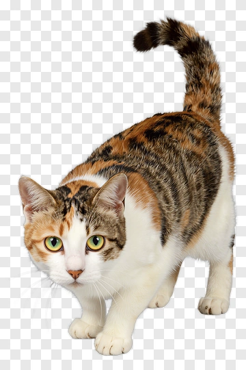 Calico Cat PNG