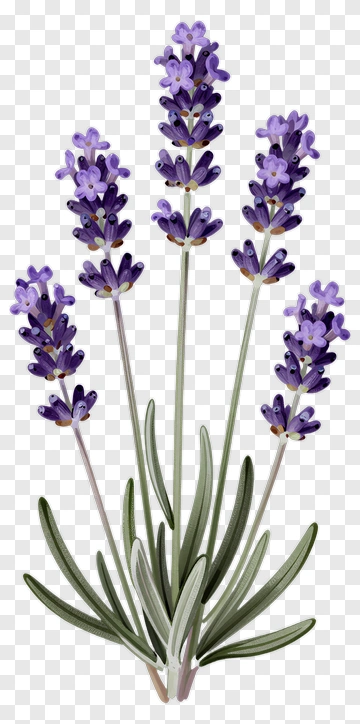 Lavender Plant With Purple Flowers PNG