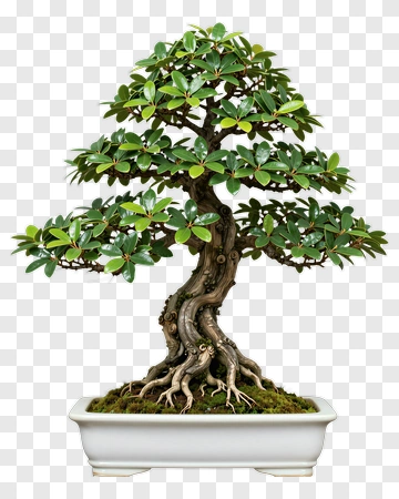 Bonsai Tree In White Pot PNG