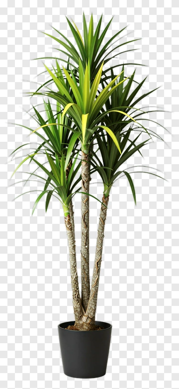 Potted Green Plant PNG
