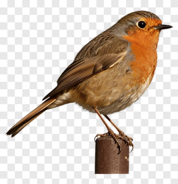 Robin Bird Perched On A Post PNG