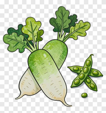 Watercolor Radishes And Peas PNG