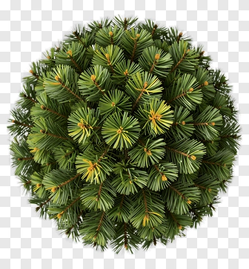 Green Pine Tree PNG