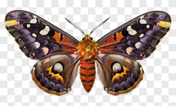 Colorful Butterfly With Intricate Patterns PNG