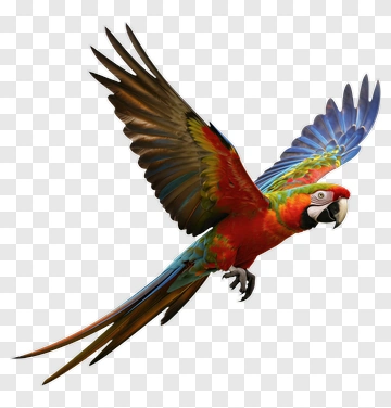 Colorful Parrot In Flight PNG