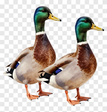 Pair Of Mallard Ducks PNG