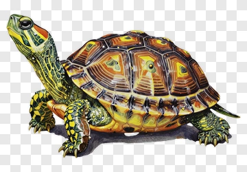 Realistic Turtle With Colorful Shell PNG
