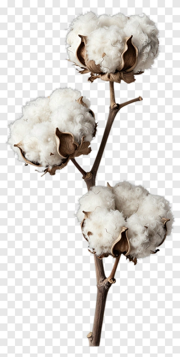 Cotton Plant With White Bolls PNG