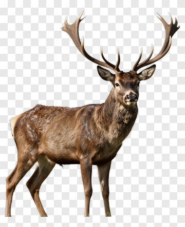Deer With Antlers PNG