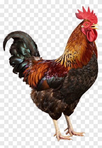Colorful Rooster PNG