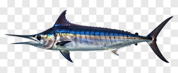Realistic Swordfish PNG