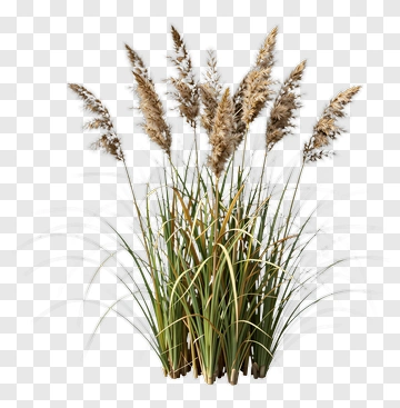 Pampas Grass Arrangement PNG