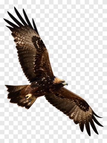 Golden Eagle In Flight PNG
