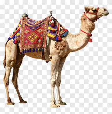 Camel With Colorful Saddle PNG