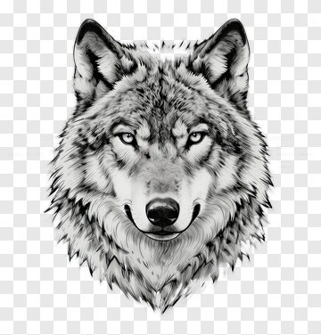 Realistic Wolf Head Illustration PNG
