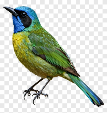 Colorful Bird With Blue And Green Feathers PNG