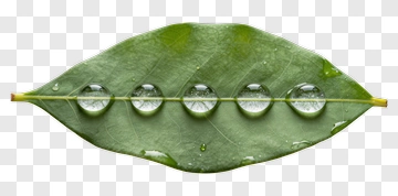 Leaf With Water Droplets PNG
