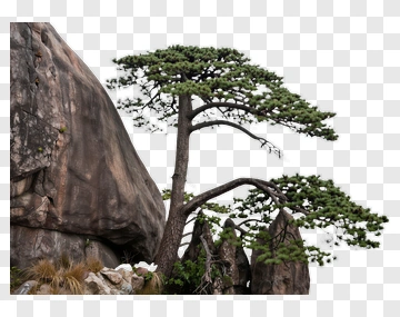 Pine Tree Growing Near Rocky Outcrop PNG
