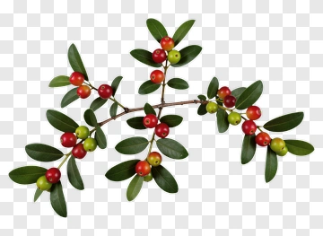 Colorful Berry Branch PNG
