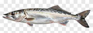 Silver Fish PNG