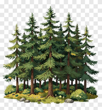 Pine Tree Forest PNG