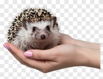 Hedgehog In A Hand PNG