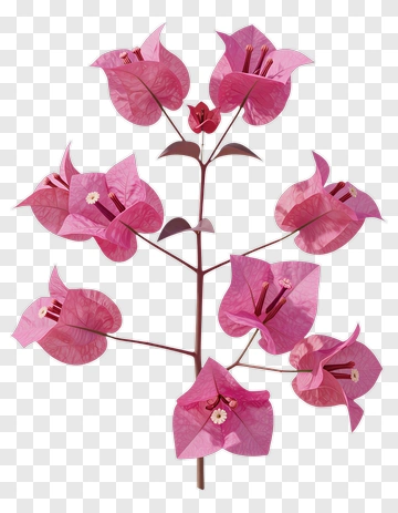 Pink Bougainvillea Flower Branch PNG