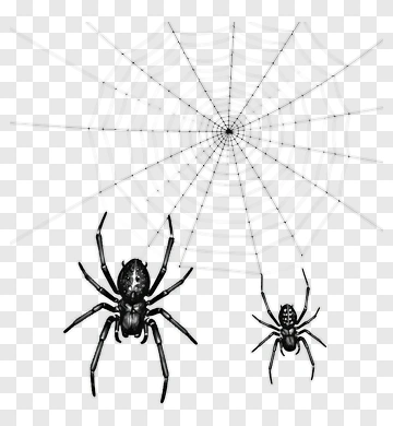 Black Spiders On A Web PNG