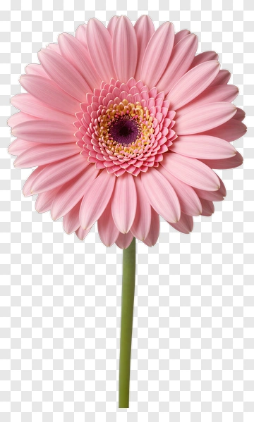 Pink Gerbera Daisy Flower PNG