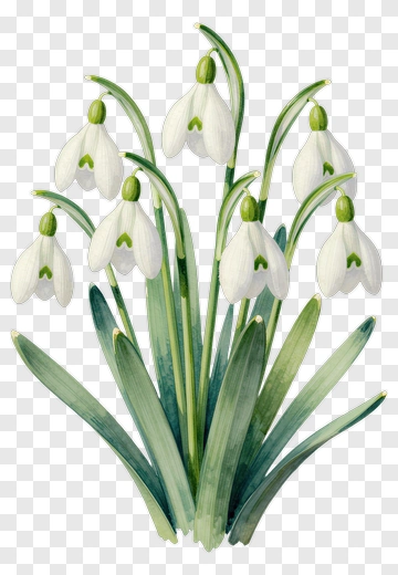 Snowdrop Flower Bouquet PNG