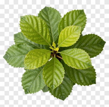 Green Leaves PNG