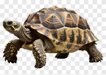 Realistic Tortoise PNG