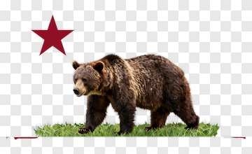 Grizzly Bear Walking On Grass PNG
