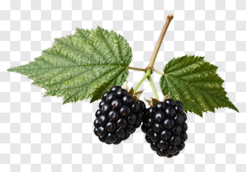 Blackberries On A Branch With Leaves PNG
