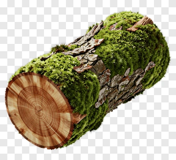 Detailed Log Covered In Moss PNG