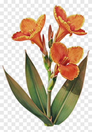 Orange Flower With Green Leaves PNG
