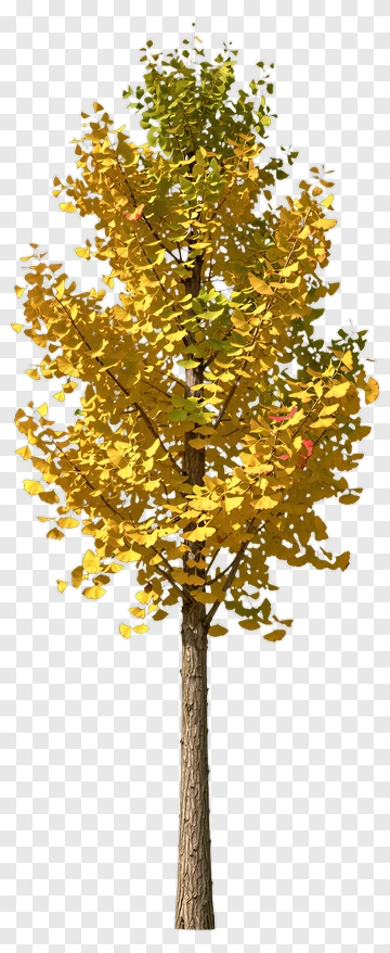Colorful Tree PNG