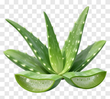 Aloe Vera Plant With Sliced Leaves PNG