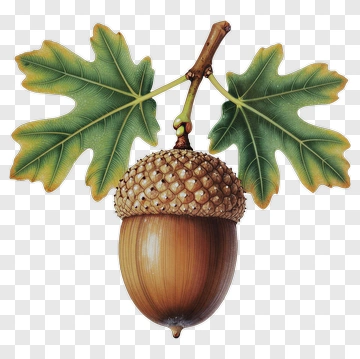 Acorn With Leaves PNG