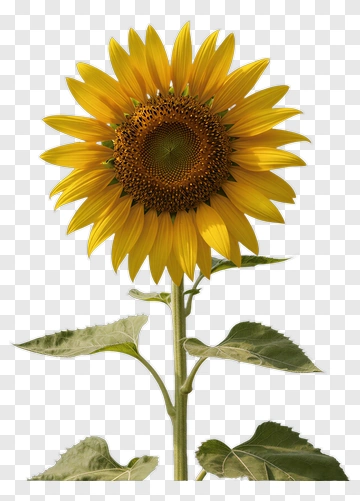 Sunflower With Green Leaves PNG