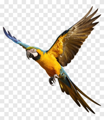 Colorful Macaw Flying PNG