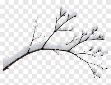 Snow-Covered Branch PNG