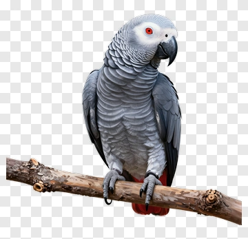 Gray Parrot Perched On A Branch PNG