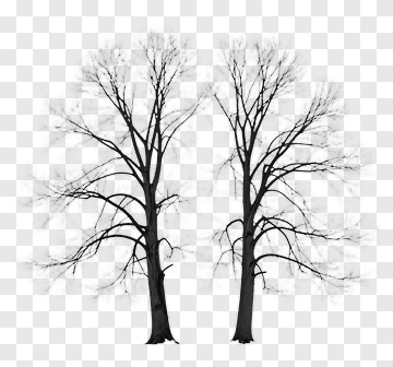 Silhouette Trees With Bare Branches PNG